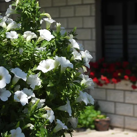 Apartman Zimski San *