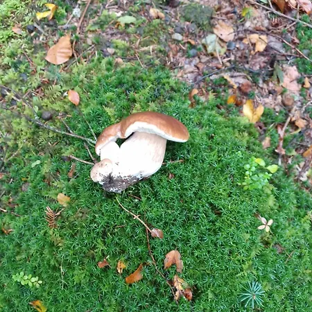 Zimski San * Ravna Gora