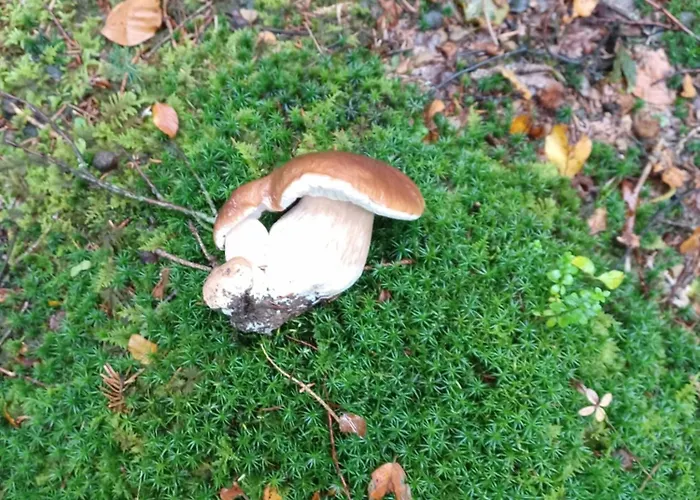 Zimski San * Ravna Gora