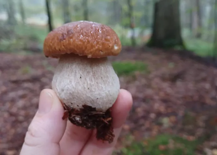 Apartament Zimski San