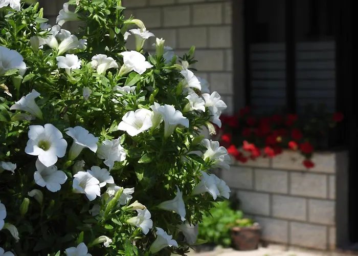 Apartment Zimski San *